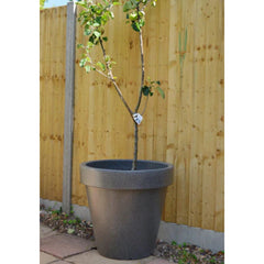 Classic Garden Planter In Millstone