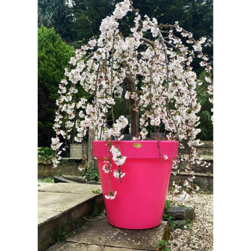 Classic Garden Planter In Pink